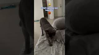 Gato trae la pelota #cats #catshorts #gatos #smartcat #gatoshermosos #mascotas #pets #petshorts