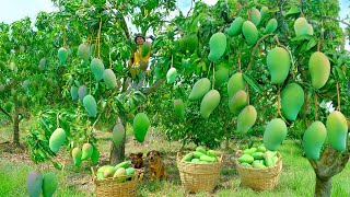 Harvesting Green Sand Mangoes Goes To Market Sell - Pet Care, Reinforcement of Luffa Trellis