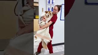 Dog's First Vet Visit#dog #dogs #dogsoftiktok  #funnyvideos  #pets  #cutedog  #funny  #foryou