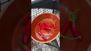 Can't Handle Heat/Spice? Here's how to increase your tolerance 🌶️🥵 #spicyfood #peppergrower #spicy