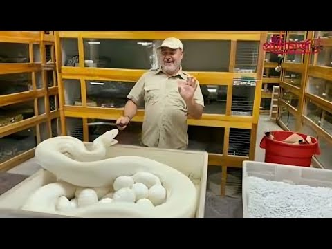 আমার এই সাপগুলো দেখলেই ভয় লাগে ! Top 7 poisonous snakes | প্রাণিচার্জ | Pranicharge