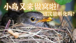 今年小鸟又来做窝啦！我们还救助了一只小野鸭，家里的小鸡也出壳了