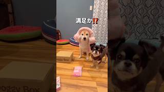ドギーボックスが大好きなポンチビ🐶🐶🎵#柴犬 #チワワ #shorts