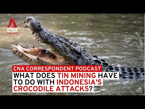 What does tin mining have to do with Indonesia's crocodile attacks?