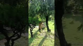 Kitni hasrat hai humein#viralvideo#short#youtube#bolleywoodsong#shortmusic#