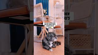 this what happened when your dog knows there’s a camera infront of him🇺🇸shorts vlog