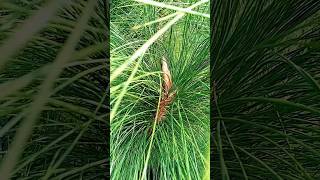 How to grow pine, pinus palustris plnat|#shorts #pinetree #youtubeshorts #Aligardening