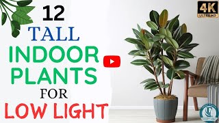 12 Gorgeous Tall Indoor Plants That Thrive in Low Light | Everything About Plants.
