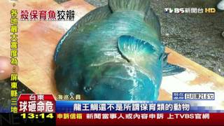 【TVBS】疑獵龍王鯛！民宿辯「7年前」　網友找碴揪說謊