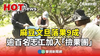 麻豆文旦落果9成　逾百名志工加入「撿果團」｜華視新聞 20250712 @CtsTw
