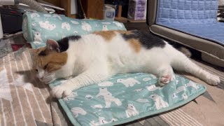 【三毛猫】周りを気にしながら休むミケ（2025年7月19日）