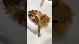 Funny Bunny #rabbit #bunny #pets #animals #petcare #petvideos #fyp #shorts
