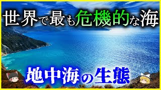 【ゆっくり解説】世界で最も危機的な海⁉「地中海」の生態を解説/地中海の成り立ちと生物多様性ホットスポットとしての地中海