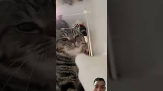 #cat #funny #kitten #cute #animals #catfails