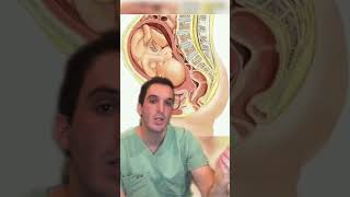 Human anatomy pt 2 #doctor #medicine #medschool #medstudent #pregnant #pregnancy #obgyn #medtok