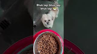 2024 dogs / animals lover / dog lover /funnydogs #youtubeshorts #doglover #funny