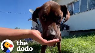 Watch This Skinny And Hungry "Guard Dog" Get A Brand New Life | The Dodo