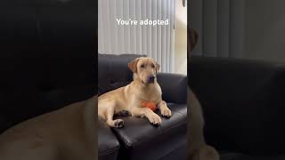 Truth #labradorretriever #youtubeshorts #dogsofyoutube #yellowlab #foryou #shorts