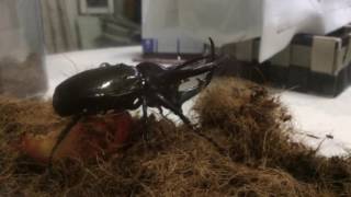 Chalcosoma Caucasus, my new pet!