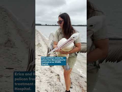 Rescue Diaries | Pelican rescue