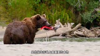 即是犧牲 也是新生#動物科普 #鮭魚回游 #生命