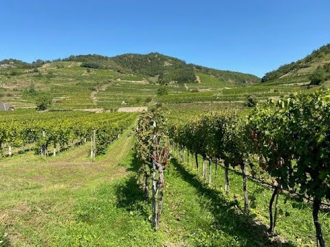 Die Liebe zu Wein hat Jenny Sternberger nach Österreich gebracht