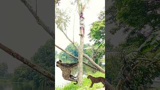 Leopard attacked a farmer on jungle  #vfx​ #cheetah​ #tiger​ #shorts​ #virulvideo​