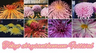 Tokyo Chrysanthemum  Festival, Hibiya Park | #東京菊展, #日比谷公園 | Chrysanthemum Flower Festival