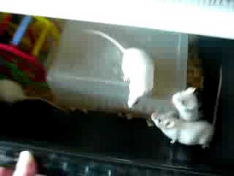 Mouse Breeding Rack