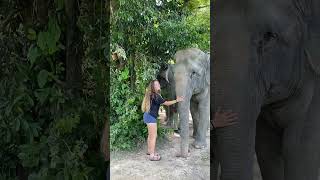 Visitors Enjoy Ethical Interaction and Observation with Free Elephants
