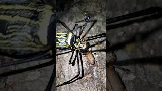 Bombardier Beetle Defends Itself with Acid Spray from Spider Attack 😱