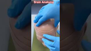 3D Brain Anatomy #humananatomy #shorts #viral