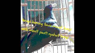 pancingan dan terapi burung tuwu macet bunyi paling ampuh tahun 2021