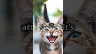 3 Signs Your Cat Secretly Hates You! #cat #catbehavior #cattrivia