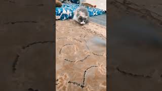 #vlogs #cat #dailyvlog #food #homevlog #cute #pakistanivlogger #kitten #vlog #urduvlog