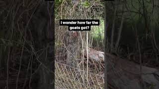 Goat Power!?