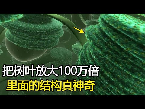 树叶是如何生产氧气的？将树叶放大100万倍后，内部结构太神奇了