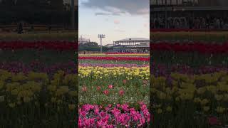 名花之里的花田#2023 #vlog#名古屋 #名花之里