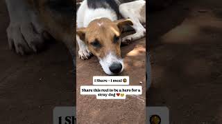 #babyanimal #puppy #kindnessiscool #paymentlink #cute #adoptionrocks #paymentmethod #adoptstrays