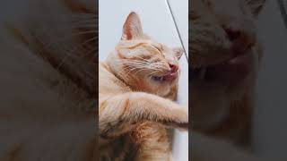 #cat #diynstitch #trending #stitchtricks #cute #stitchboutique #pets #kitten #cutecat
