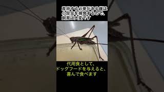 閲覧注意！夏休み自由研究特集　キリギリス❓いえいえ、〇〇◯キリギリスです！！#shorts