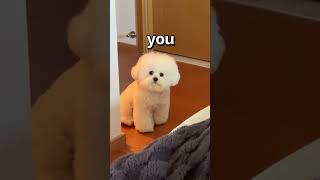 How WOULD You RATE this DOG 😱 | Wholesome Animals