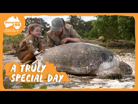 Grace helps her turtle friend return to the wild | Australia Zoo Life