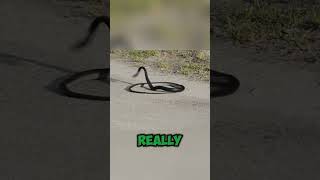Why do snakes bite themselves? #facts #wildlife #animals #science #biology #unique #interesting