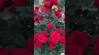 Super red rose flowers plant// rose🌹 garden (11/4)