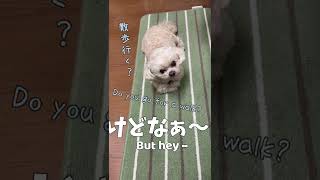 散歩に行かないときの犬【関西弁でしゃべる犬】#192 Dog when not going for a walk 【Dog talking 】 #shorts