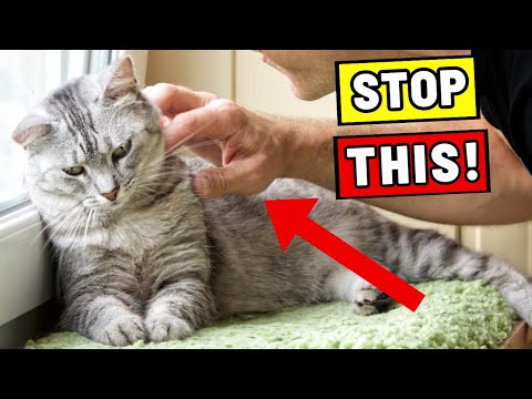Cats Are Secretly VERY SENSITIVE! - Never Do These 11 Things to Hurt Them
