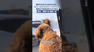 春耕狗子田間奔跑鋪地膜，主人回應（紅星新聞） #狗狗 #耕地 #泰迪
