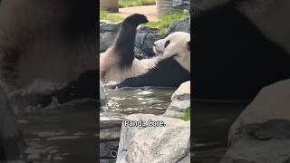 Panda 🐼 #foryou #funny #panda #pandas #fyp #cute