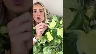 Tips for growing a big, happy Manjula Pothos! #plants #tips #help #care